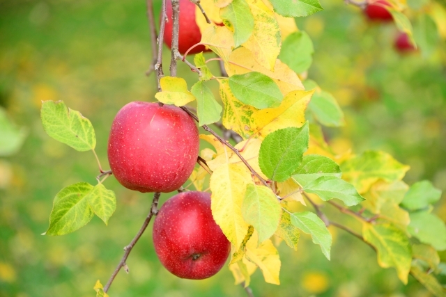 Enjoy seasonal fruits picking and dessert making