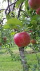 りんご「ふじ」の収穫