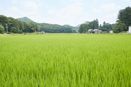 Spreading rice paddy fields in summer