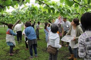 山口果樹園　梨の成長を見学