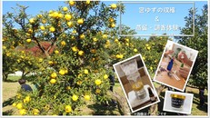 【一日限定の特別企画】宮ゆずの収穫＆蒸留・調香体験