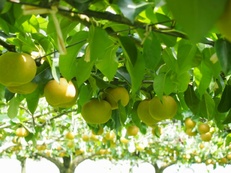 11月5日（土）おいしい いちごができるまで