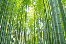 Enjoy beautiful bamboo forests in Japan...