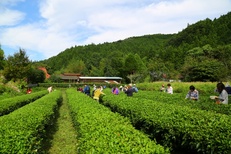 2019年5月25日（土）　　やみぞ紅茶物語 ♯18