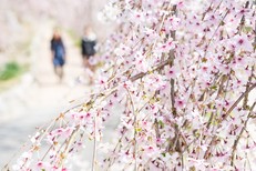 Hanami in Nikko – Exclusive Walking Tour