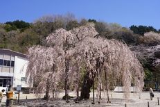 日本百低山「古賀志山」を巡る☆お花見ハイキング