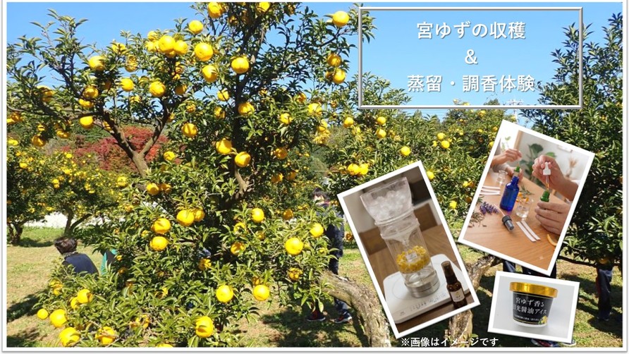 【一日限定の特別企画】宮ゆずの収穫＆蒸留・調香体験