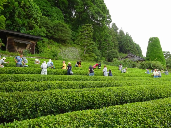 2015年9月13日（日）やみぞ紅茶物語 第二章