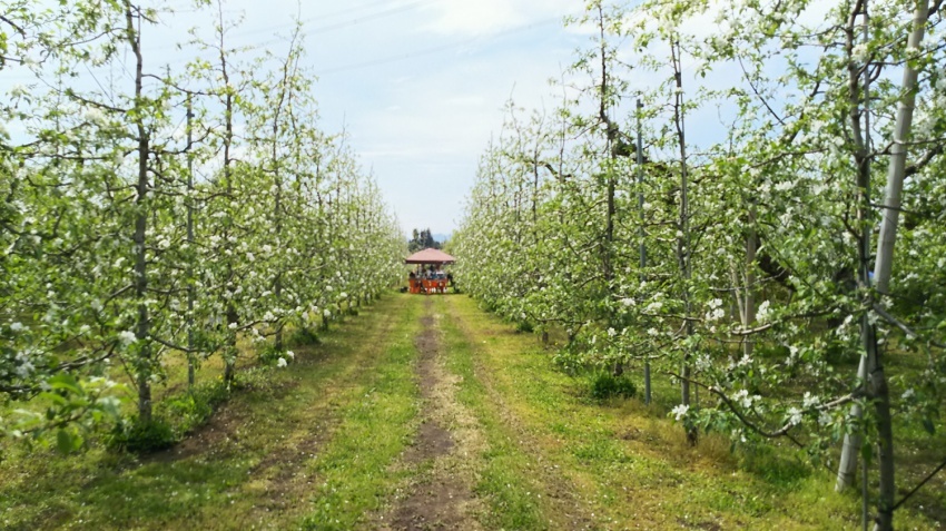 5月5日（金・)　お花見農園BBQ　Aramaki Apple Garden りんごのお花見2017