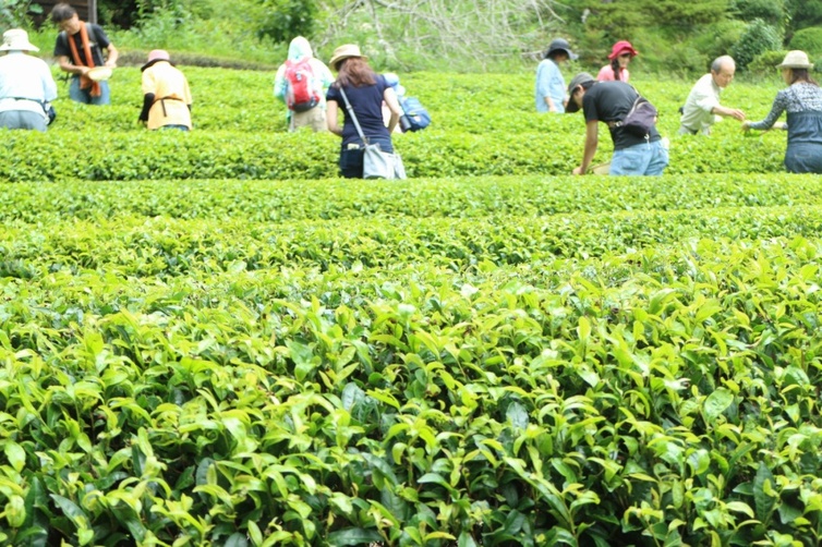 Enjoy tea picking experience in Yamizo, 2017