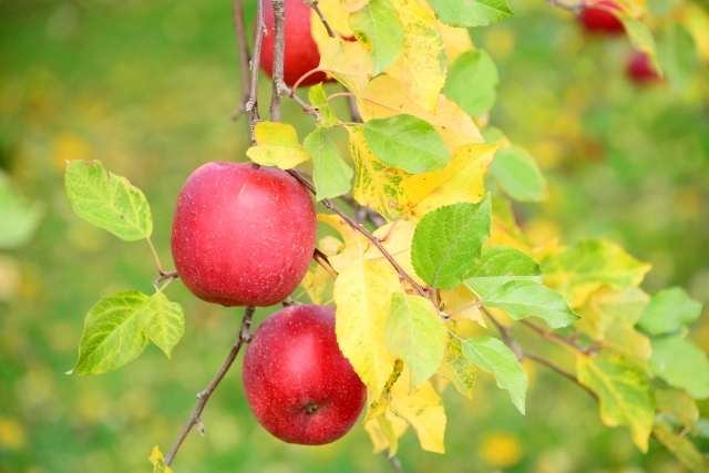 Enjoy seasonal fruits picking and healthy smoothie