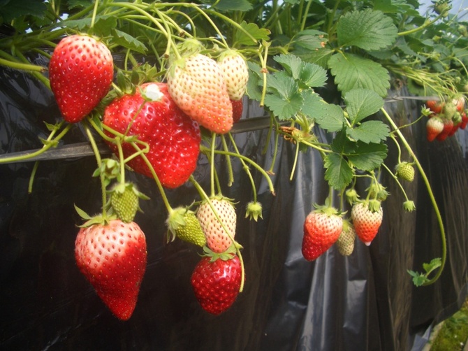 Enjoy strawberry picking and gelato making