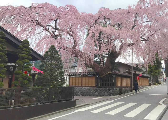 Hanami in Nikko – Exclusive Walking Tour