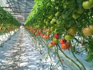 「丸福農園」トマトを堪能