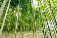 見わたすかぎり若竹色が美しい竹林「若竹農場」で野遊びをしながら門松づくりの準備をします。