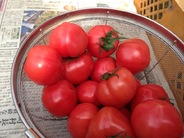 旬の春トマト　