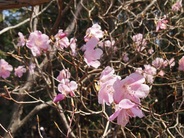 山桜