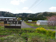 桜・菜の花・新緑の里山風景