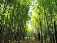 竹林の緑に癒されながら「竹あかり」を制作するよ♪　※画像はイメージです。