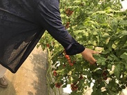 地元農家さんが愛情を込めて育てた「トマト」を収穫します♪（画像はイメージ）