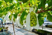 昨年(2025年)8月にオープンした宇都宮市東部エリアの新スポット 夏の味覚を満喫♪(画像はイメージ)